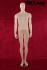 Mannequins Male Standing