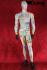 Mannequins Male With head (Faceless) Standing Slim